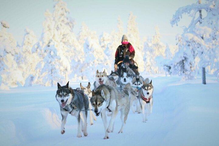 Aventure en traîneau Husky sans chauffeur de 7 km à Rovaniemi