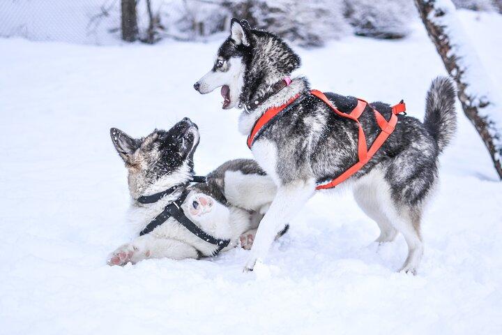 ロヴァニエミの10キロ自走ハスキーソリアドベンチャー