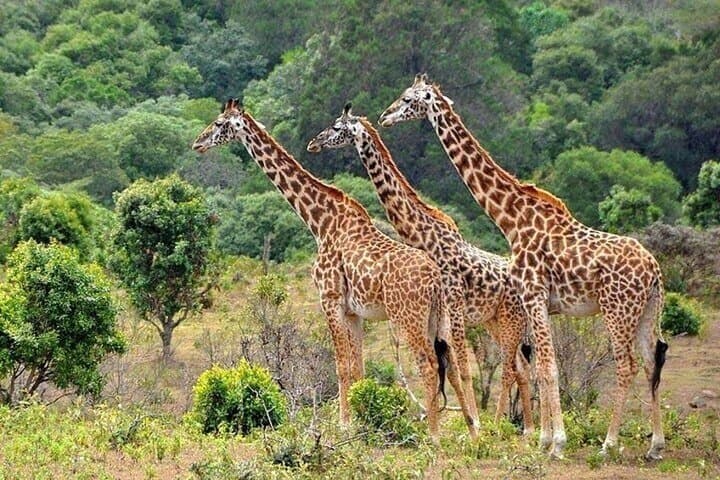 Nairobi National Park Safari With a Visit to Giraffe Center.