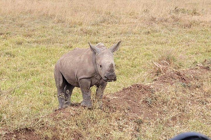 ナイロビ国立公園サファリとキリン センター訪問。