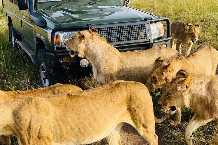 6 dagars Kenya Budget Group Safari