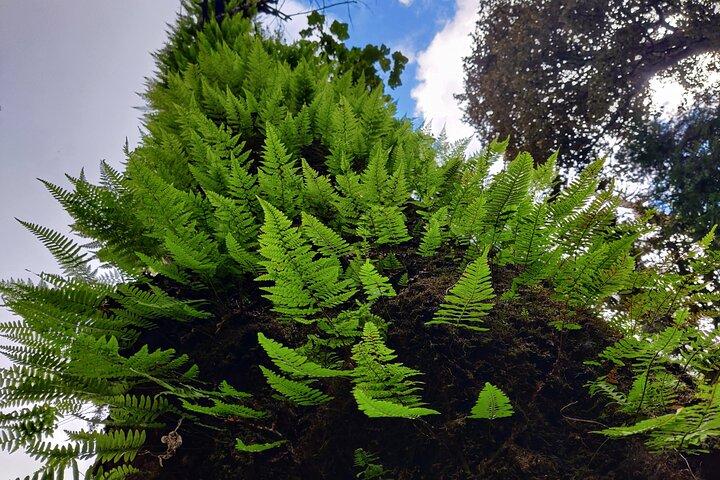 6 Days Phulara Ridge Trek