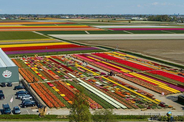 Private Tulip Fields, Windmills and Cheese Tour de Amsterdã