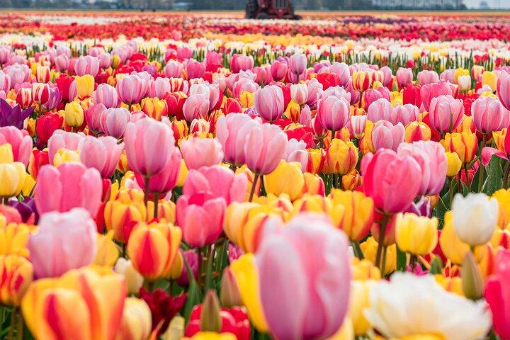 Tour privato di campi di tulipani, mulini a vento e formaggi da Amsterdam