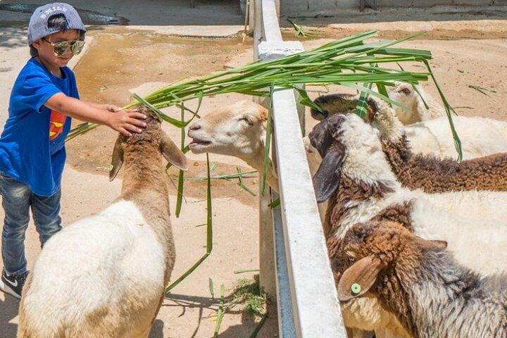 Biglietti d'ingresso per Pattaya Sheep Farm