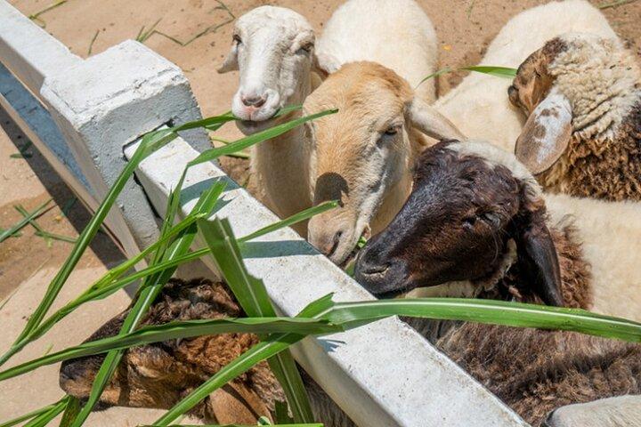 Billetter til Pattaya Sheep Farm