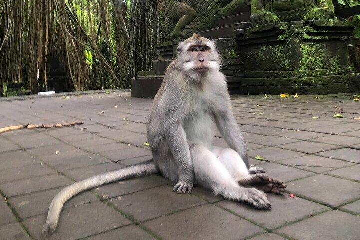 Ubud ATV Abenteuer & Sangeh Monkey Forest Tour