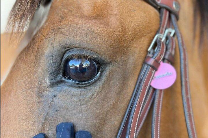 Equitazione ad Aveiro - Ílhavo