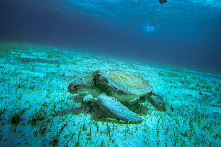 4-stündige Schnorcheltour in Cozumel
