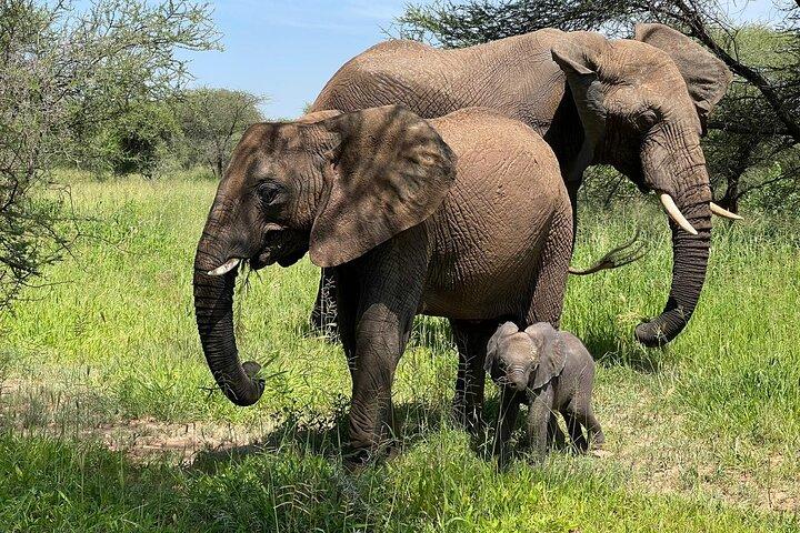 4 días Parque Nacional Tarangire, Parque Nacional Serengeti y Cráter Ngorongoro