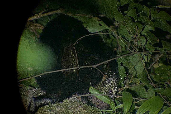 Monteverde Nocturnal Adventure