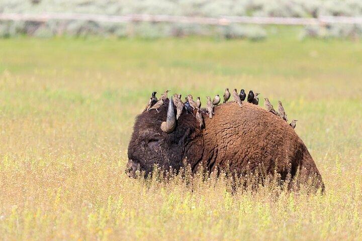 Il meglio del tour di un'intera giornata al Parco Nazionale di Yellowstone da Bozeman