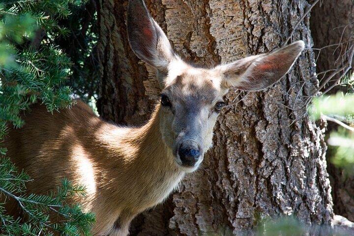 Il meglio del tour di un'intera giornata al Parco Nazionale di Yellowstone da Bozeman