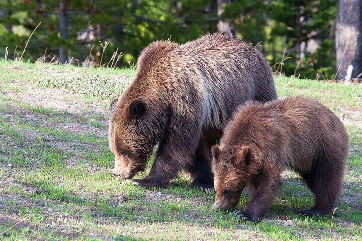 Yellowstone Wildlife Safari in Lamar Valley vanuit Bozeman