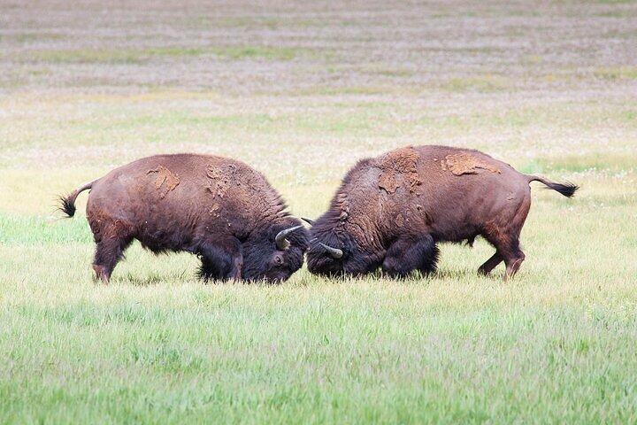 Yellowstone Wildlife Safari in Lamar Valley vanuit Bozeman