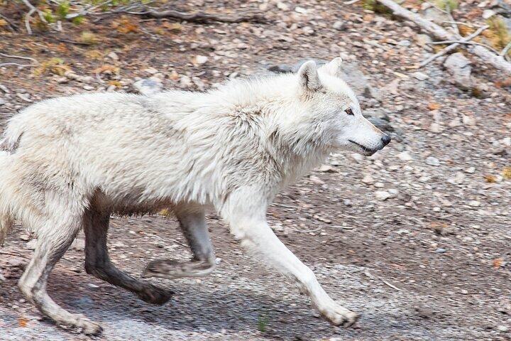 Yellowstone Wildlife Safari in Lamar Valley vanuit Bozeman