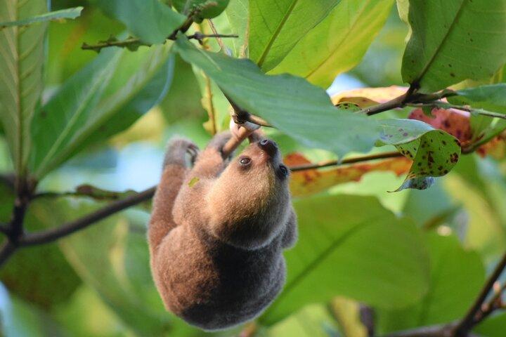Luiaardtour in La Fortuna - Arenal. NATUURLIJKE LEEFOMGEVING