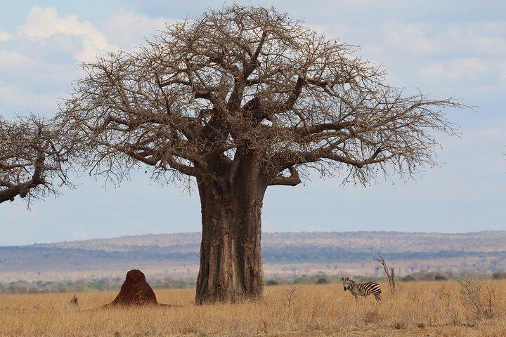 Excursión privada de un día al Parque Nacional Tarangire