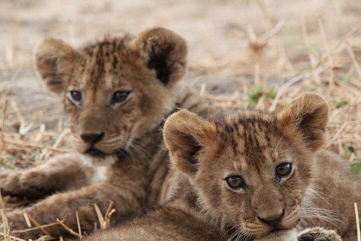 Privat dagstur til Tarangire National Park