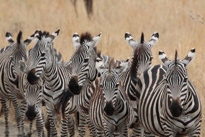 Privat dagstur til Tarangire National Park