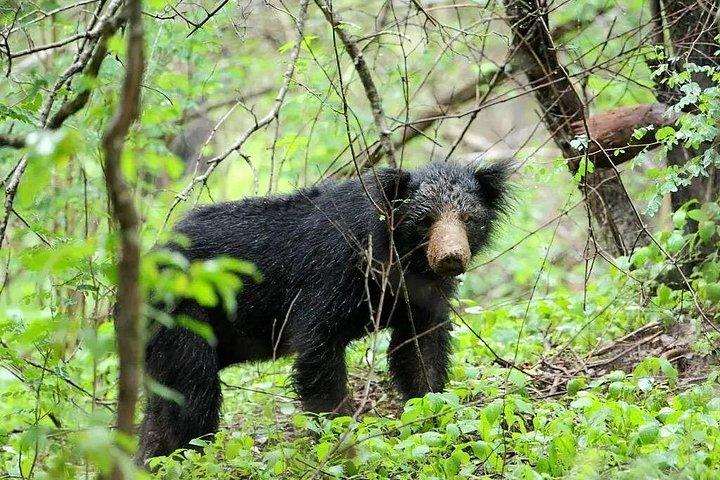 コロンボからピドゥランガラロックとジープサファリへのプライベート日帰り旅行
