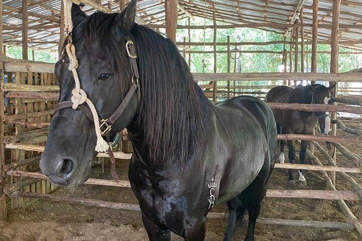 Tour Paseo a Caballo Tirolesas y Cenote con comida