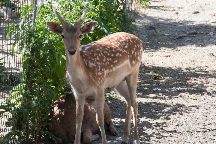 ハニアの植物園への半日プライベート ツアー