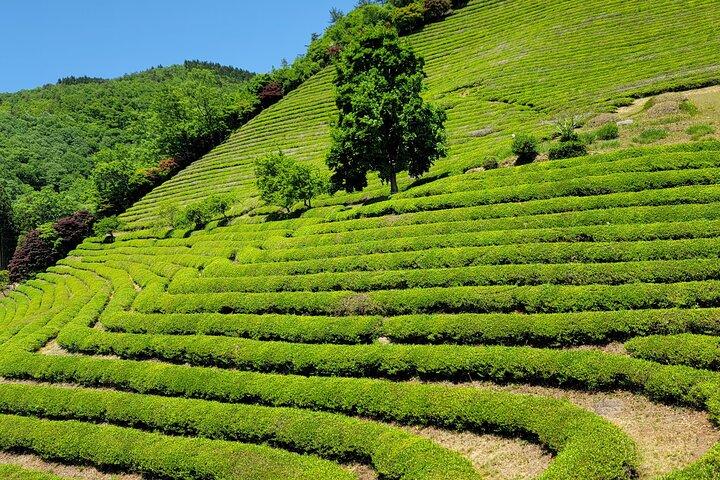 Boseong-theeplantage en nationale tuin Suncheon [trein + bus]