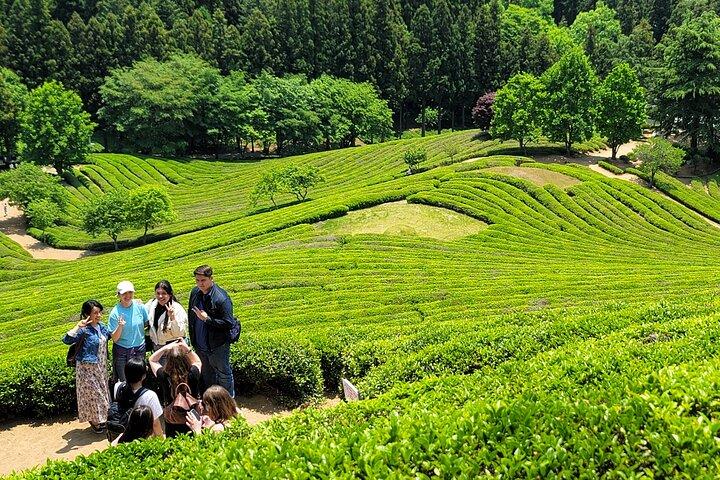 Boseong Tea Plantation og Suncheon National Garden[tog+bus]