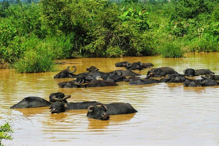 Jeep Safari till Udawalawa National Park, Budget Tour från Colombo