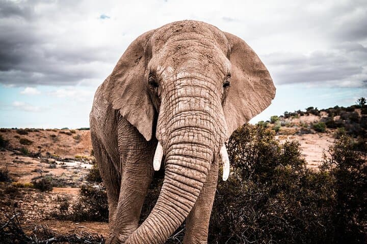 2 Day Small Group Garden Route Big 5 Safari Tour from Cape Town