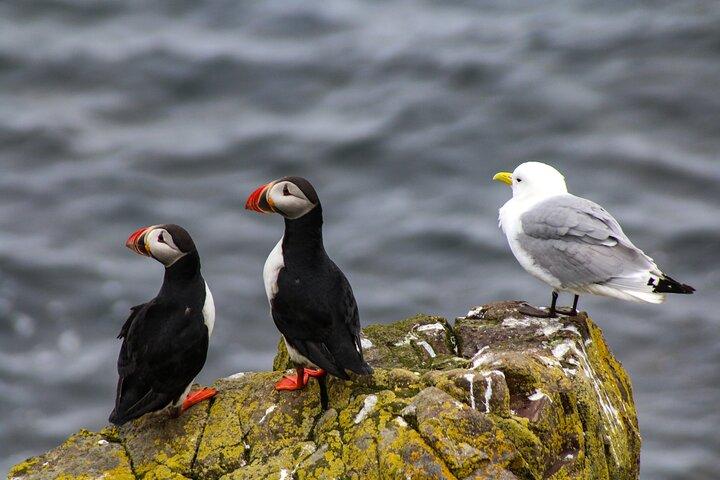 Recorrido en barco por la costa de Howth (trayecto de 50 minutos con Ireland's Eye Ferries)