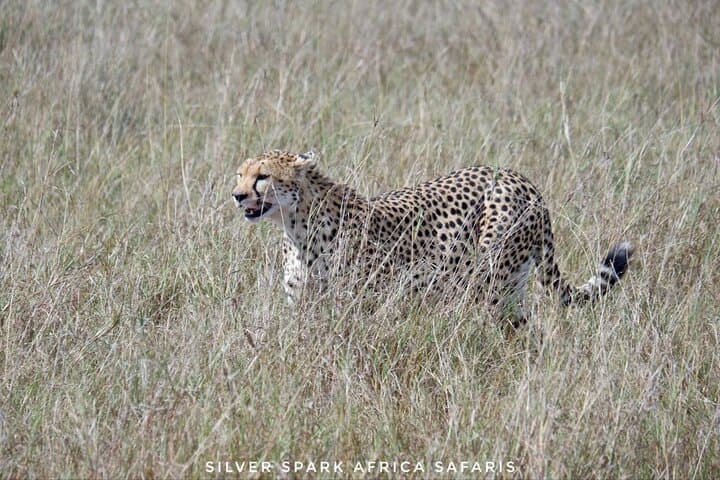 9 Day Maasai Mara Lake Nakuru Amboseli Mombasa Beach