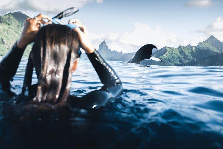 Natación con ballenas en Moorea