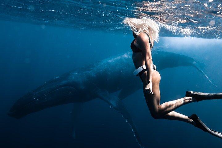 Natación con ballenas en Moorea