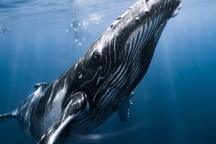 Natación con ballenas en Moorea