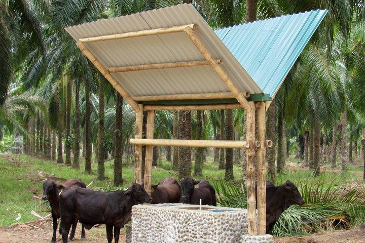 Eco Farm Tour & Water Buffalos