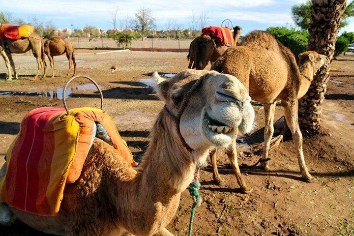 Traslado privado del aeropuerto de Casablanca a Marrakech con City Tour
