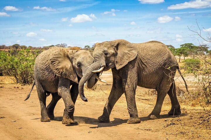 10 jours de visite privée en safari en Tanzanie