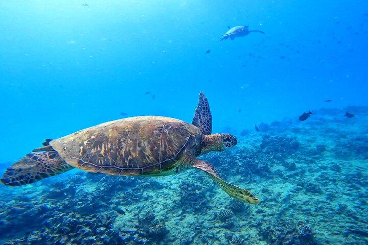 Waikiki Turtle snorkling eventyr (8:00)