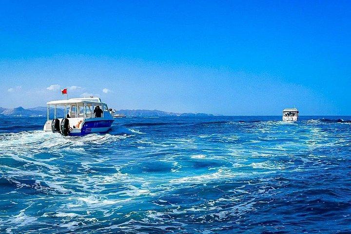 Expérience d'observation des dauphins de 2 heures à Mascate