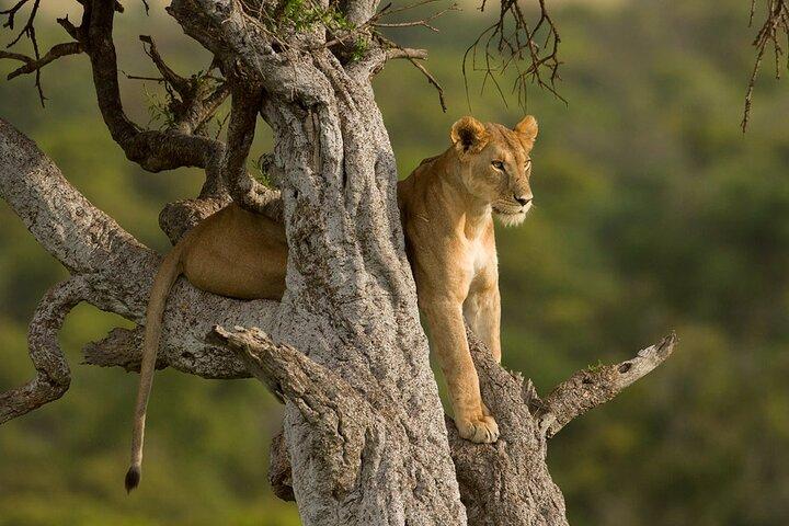 5 jours de visite privée du safari magique au Kenya