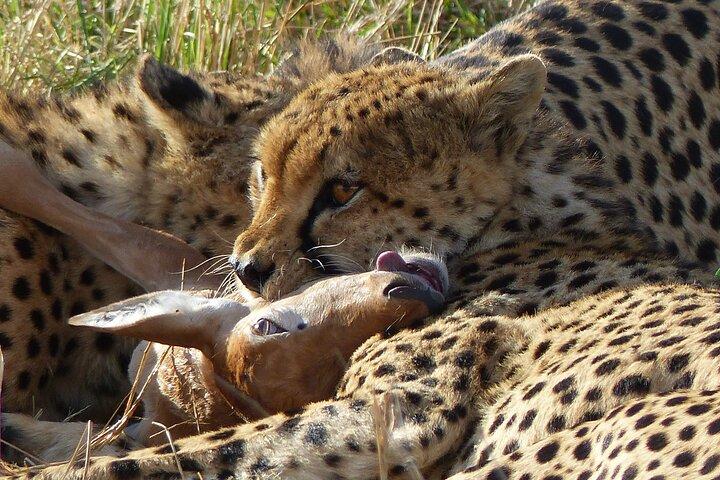 5 Tage magische Kenia-Safari-Privattour