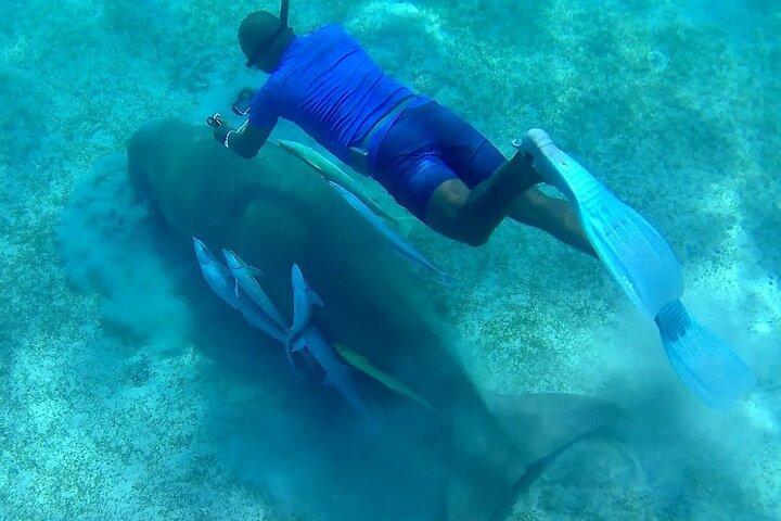 Plongée en apnée avec des dugongs et des tortues sur Marsa Mubarak
