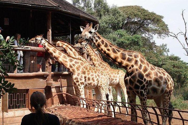 ナイロビ国立公園とキリン センターへの日帰りツアー