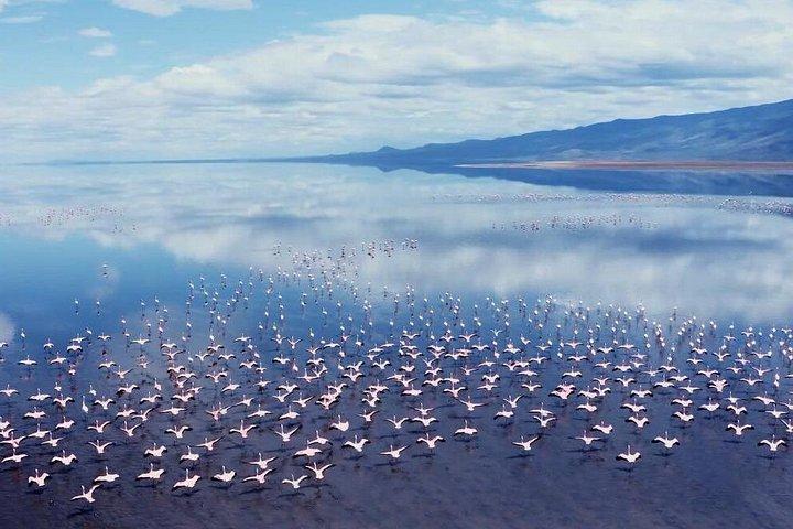 Arusha: 9 Day Multi-Park Flexible Migration Roundtrip safari
