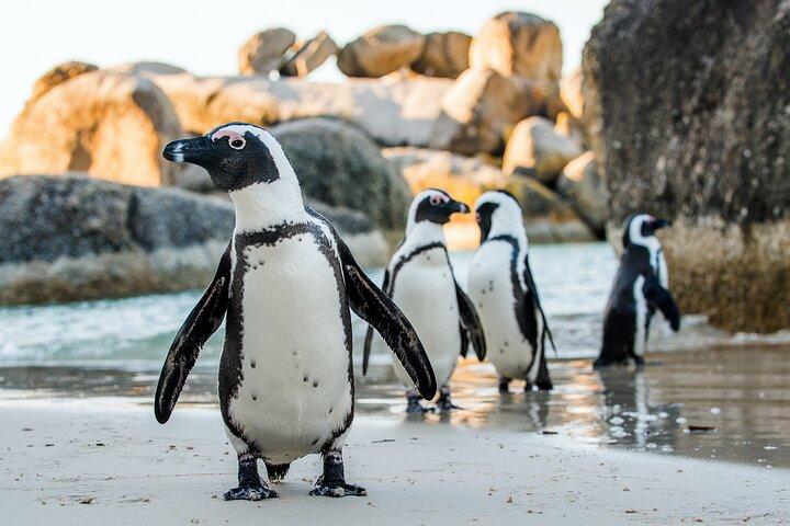 Private Table Mountain Penguins & Cape Point Tour from Cape Town