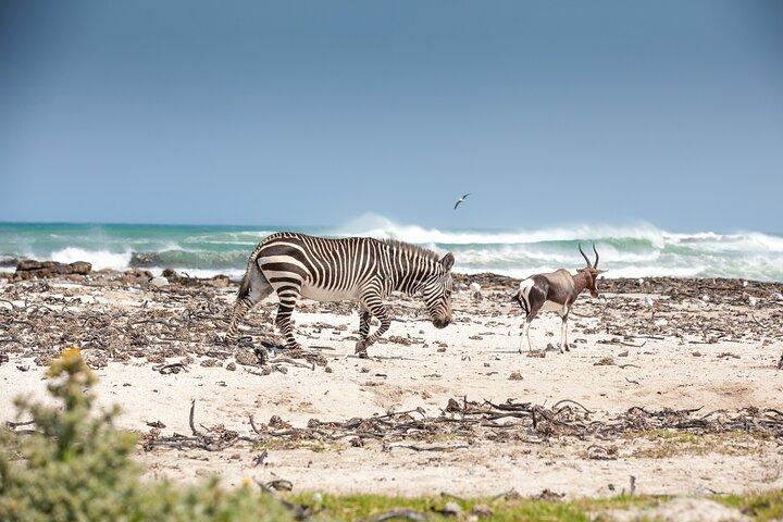 Private Table Mountain Penguins & Cape Point Tour from Cape Town