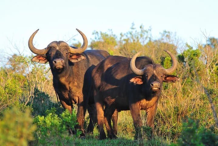 2 days Aberdare National Park Luxury Lodge Safari