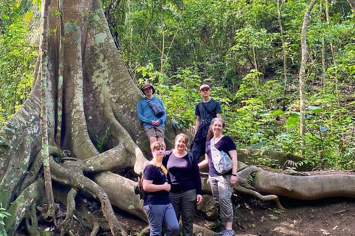 Rainforest Wildlife, Panama Hat makers, traditionellt kök. SHORE TOUR